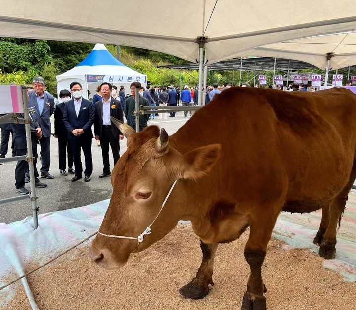 [안동=뉴시스] 7일 문경시 문경새재 도립공원에서 '2022 경상북도 한우경진대회'가 열려 김학홍 경북도 행정부지사 등이 둘러보고 있다. (사진=경북도 제공) 2022.10.07 *재판매 및 DB 금지