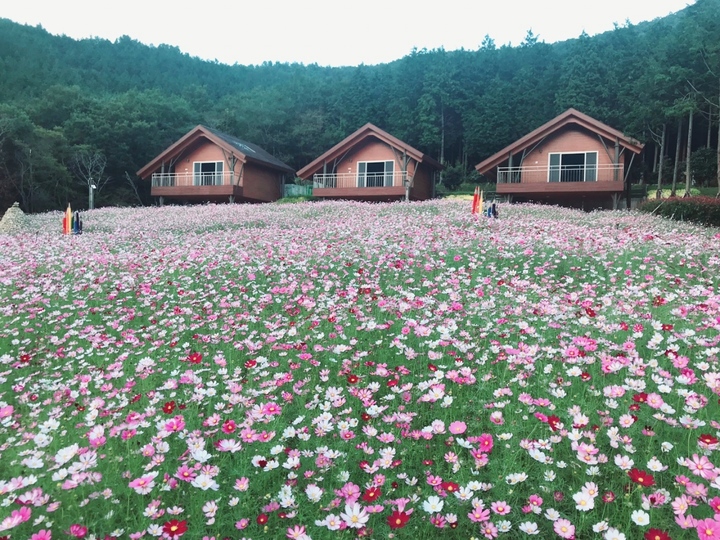 고흥군 팔영산 편백 치유의 숲 정원에 활짝 핀 '코스모스'. 고흥군 제공 *재판매 및 DB 금지