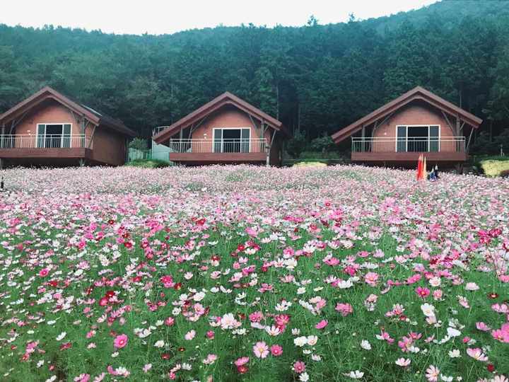 고흥 팔영산 편백 치유의 숲 '코스모스' 활짝