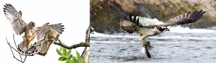 [광주=뉴시스] 전남매일 김태규 사진기자는 14일부터 21일까지 광주시청 1층 시민홀에서 자연생태사진전을 선보인다고 9일 밝혔다. (사진=전남매일 김태규 기자 제공). photo@newsis.com *재판매 및 DB 금지