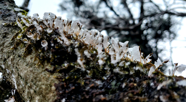 [평창=뉴시스] 김경목 기자 = 10일 오후 강원도 평창군 발왕산(해발 1458ｍ)에 올 가을 첫 얼음이 얼어 눈길을 끌고 있다. 기상청에 따르면 이날 오후 1시25분 기준 기온은 0도, 강수량은 0.5㎜, 풍속은 초속 1.4ｍ로 관측됐다. 이날 발왕산에는 눈도 조금 내린 것으로 보인다. (사진=용평리조트 제공) 2022.10.10. photo@newsis.com *재판매 및 DB 금지