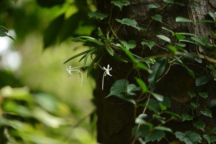 [서울=뉴시스] 풍란(Neofinetia falcata (Thunb.) Hu)(사진=국립생태원 제공) *재판매 및 DB 금지 *재판매 및 DB 금지