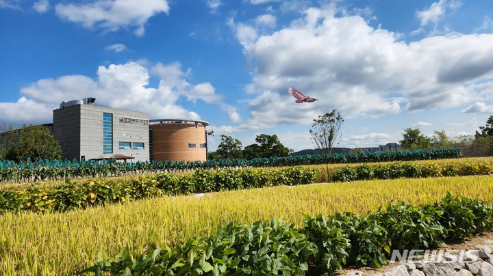[수원=뉴시스]국립농업박물관 외부 공간에 조성된 다랭이논에 곡식이 결실을 맺어 농촌 풍경이 재현돼 있다.