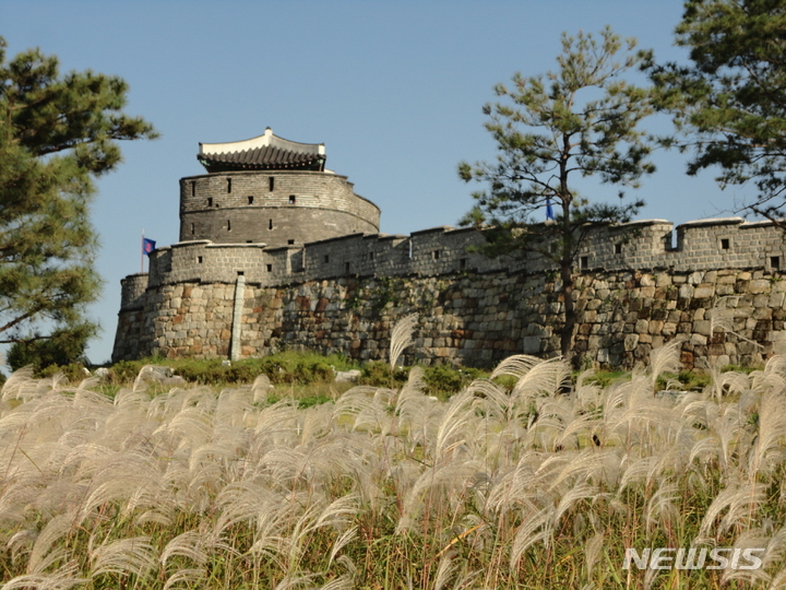 [수원=뉴시스]수원화성 동북공심돈 외성 부근에 억새가 만발해 있다.
