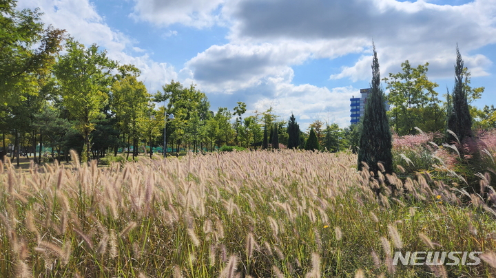 [수원=뉴시스]그라스류가 가득한 서호꽃뫼공원 내 포시즌가든 입구에 수크령 군락이 바람에 날리고 있다.