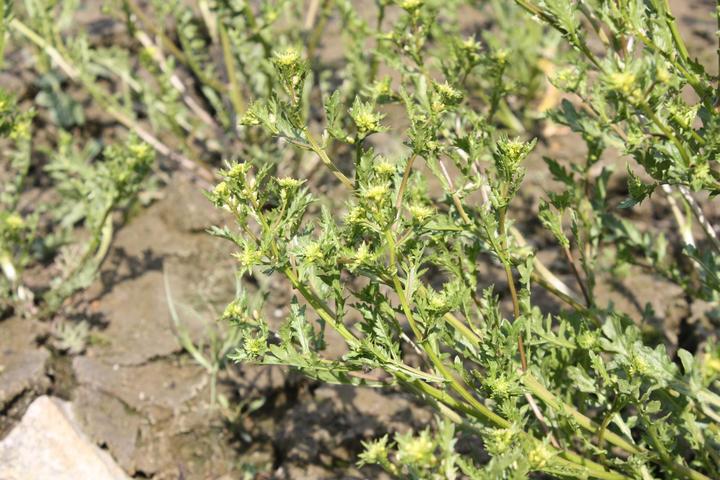 [서울=뉴시스]담수식물 좀개갓냉이(사진=국립낙동강생물자원관 제공) *재판매 및 DB 금지 *재판매 및 DB 금지