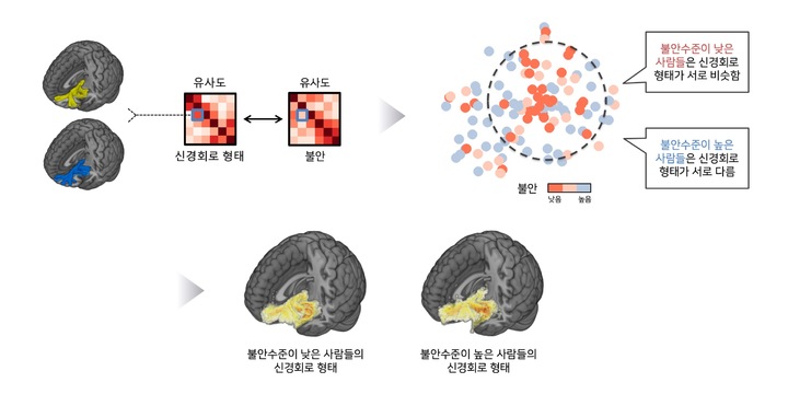 정서적 정보의 처리와 감정의 조절을 담당하는 신경회로의 형태와 불안 간의 관계. 사진 성균관대 *재판매 및 DB 금지