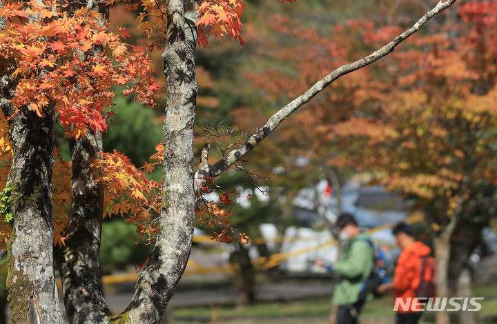 [제주=뉴시스] 우장호 기자 = 기온이 떨어져 쌀쌀한 날씨를 보이는 2022년10월 11일 오후 제주 한라산 어리목 탐방로 입구에 서 있는 당단풍나무가 고운 빛깔로 물들어 깊어가는 가을을 알리고 있다. 2022.10.11. woo1223@newsis.com