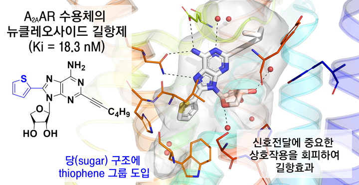 최선 교수팀이 개발한 아데노신 A2A 수용체(A2AAR)의 뉴클레오사이드 길항제(antagonist). 사진 이화여대 *재판매 및 DB 금지