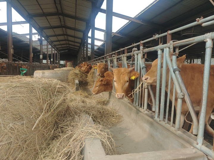 [창원=뉴시스] 강경국 기자 = 축사 사료용 볏짚. (사진=창원시청 제공). 2022.10.12. photo@newsis.com *재판매 및 DB 금지