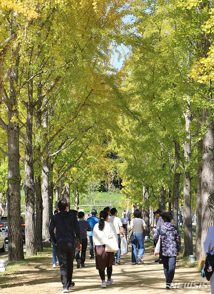 [괴산=뉴시스] 강신욱 기자 = 15일 충북 괴산군 문광면 양곡리에서 개막한 7회 양곡은행나무축제에 관광객의 발길이 이어지고 있다. 이곳 은행나무 단풍은 이달 하순께 절정에 이를 것으로 보인다. 2022.10.15. ksw64@newsis.com 