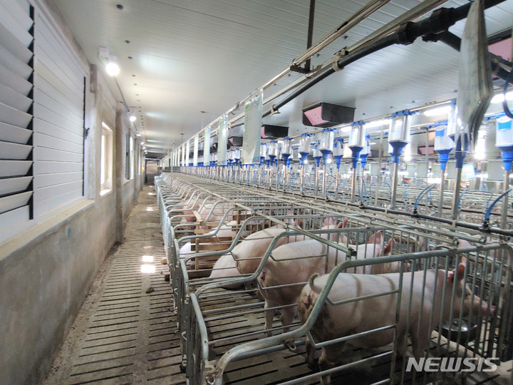 [무안=뉴시스] 축산 정보통신기술(ICT) 융복합 시스템을 갖춘 모돈사 내부 모습. (사진=전남도 제공) 2022.10.17. photo@newsis.com