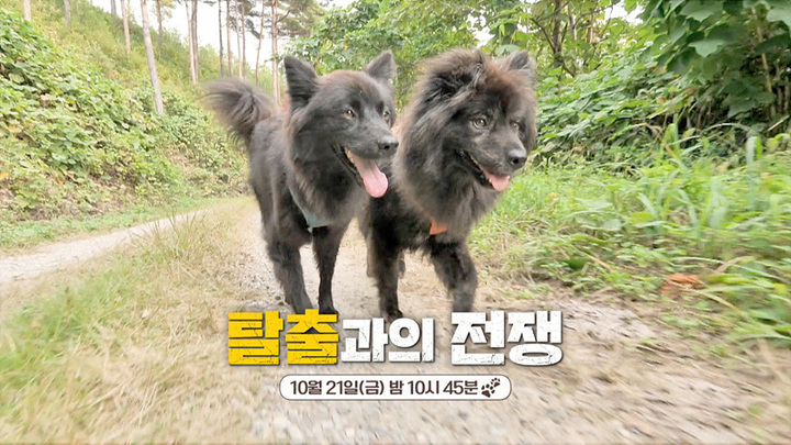 [서울=뉴시스] '세상에 나쁜 개는 없다'. 2022.10.19. (사진 = EBS 제공) photo@newsis.com *재판매 및 DB 금지