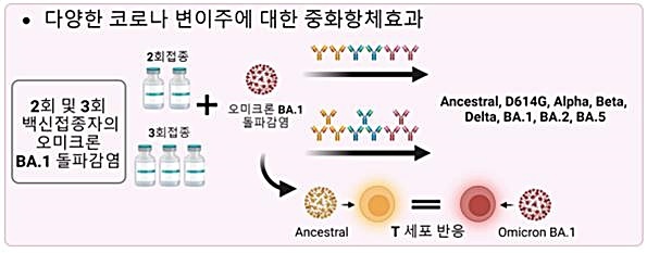 [대전=뉴시스] 코로나19 돌파감염 대상자의 중화항체능력 및 기억 T세포의 항바이러스 작용 모식도. *재판매 및 DB 금지