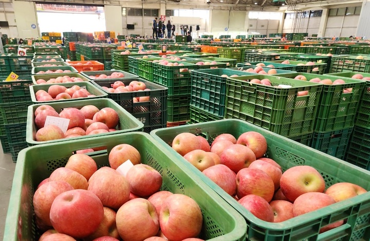 [안동=뉴시스] 안동시 농산물도매시장에서 사과 경매가 한창이다. (사진=안동시 제공) *재판매 및 DB 금지