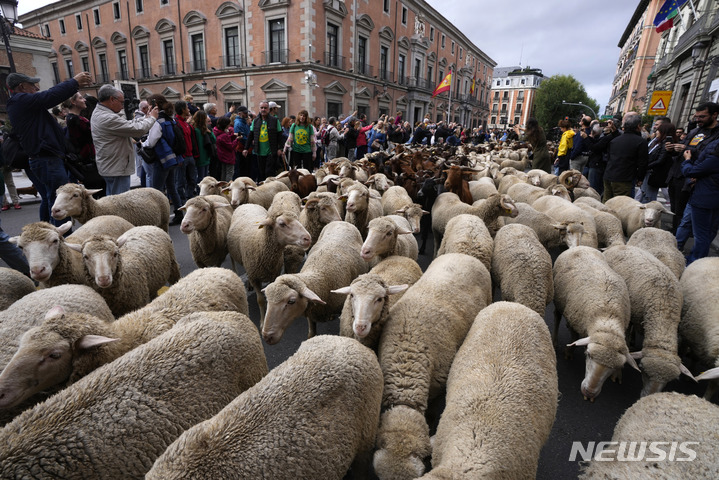 [마드리드=AP/뉴시스] 23일(현지시간) 스페인 마드리드에서 전통 양떼 축제가 열려 양 떼가 마요르 광장을 가로질러 가고 있다. 이 축제는 양치기들이 겨울을 나기 위해 양들을 따뜻한 남쪽으로 이동시키던 600년 전 풍습을 재현한 행사로 매년 10월 열린다. 2022.10.24.