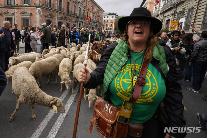 [마드리드=AP/뉴시스] 23일(현지시간) 스페인 마드리드에서 전통 양떼 축제가 열려 한 양치기가 양들을 인도해 시내를 지나고 있다. 이 축제는 양치기들이 겨울을 나기 위해 양들을 따뜻한 남쪽으로 이동시키던 600년 전 풍습을 재현한 행사로 매년 10월 열린다. 2022.10.24.