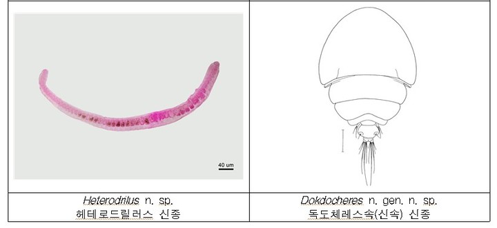 [서울=뉴시스] 환경부 소속 국립생물자원관은 독도와 울릉도 생물다양성 조사 결과 신종 후보 종을 포함해 무척추동물 13종을 발견했다고 밝혔다.(자료=국립생물자원관 제공) *재판매 및 DB 금지  *재판매 및 DB 금지