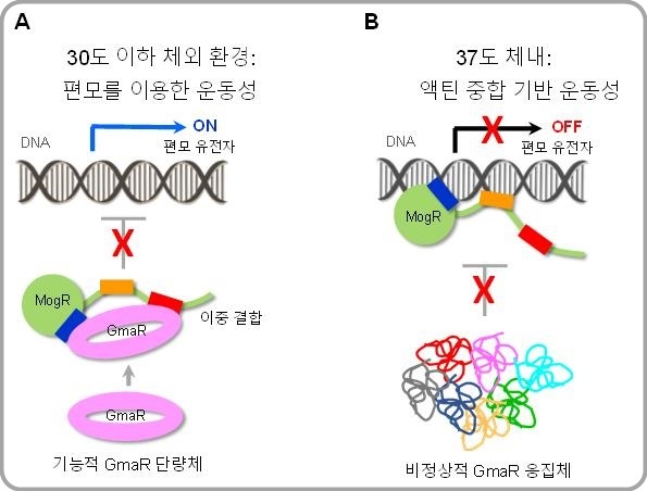 [대전=뉴시스] 온도에 따른 리스테리아균 편모 형성 조절&nbsp; *재판매 및 DB 금지