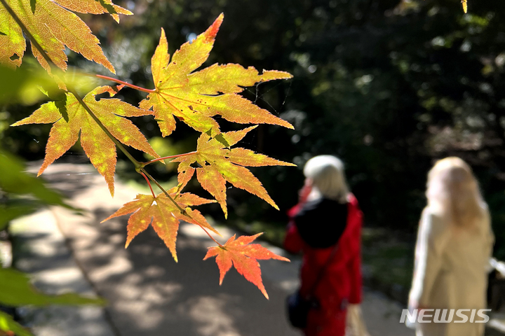 [서울=뉴시스] 박진희 기자 = 완연한 가을 날씨를 보인 26일 오전 서울 종로구 창덕궁 후원 일대에 단풍이 물들기 시작했다. 올해 4대궁, 종묘, 조선왕릉의 가을 단풍은 10월 말에서 11월 초 절정에 이를 것으로 보인다. 특히 창덕궁 후원, 창경궁 춘당지 주변, 덕수궁 대한문~중화문 간 관람로, 남양주 광릉, 서울 태릉과 강릉, 고양 서오릉 등이 단풍을 만끽할 수 있는 곳으로 꼽힌다. 2022.10.26. pak7130@newsis.com