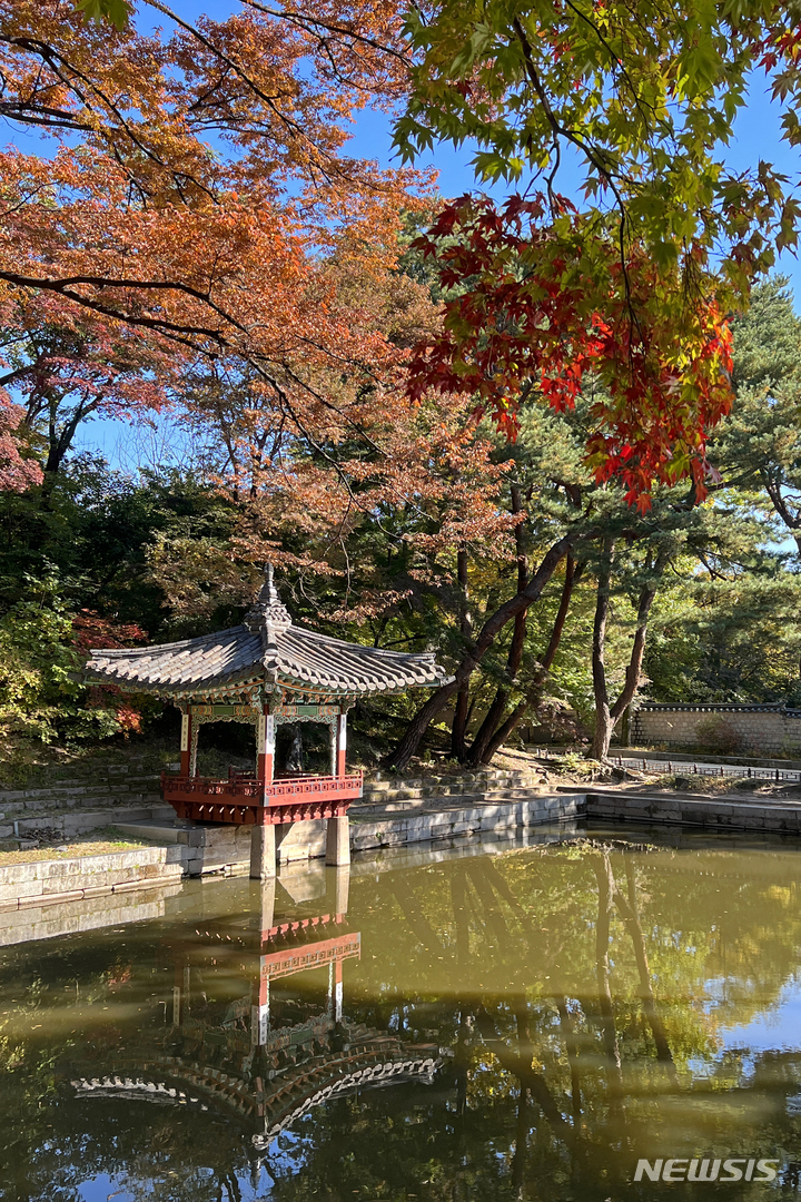 [서울=뉴시스] 박진희 기자 = 완연한 가을 날씨를 보인 26일 오전 서울 종로구 창덕궁 후원 애련지 주변 단풍이 붉게 물들기 시작했다. 올해 4대궁, 종묘, 조선왕릉의 가을 단풍은 10월 말에서 11월 초 절정에 이를 것으로 보인다. 특히 창덕궁 후원, 창경궁 춘당지 주변, 덕수궁 대한문~중화문 간 관람로, 남양주 광릉, 서울 태릉과 강릉, 고양 서오릉 등이 단풍을 만끽할 수 있는 곳으로 꼽힌다. 2022.10.26. pak7130@newsis.com