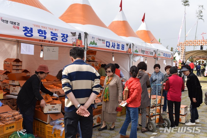 하동군, 제23회 하동악양 대봉감 축제 4~6일 개최