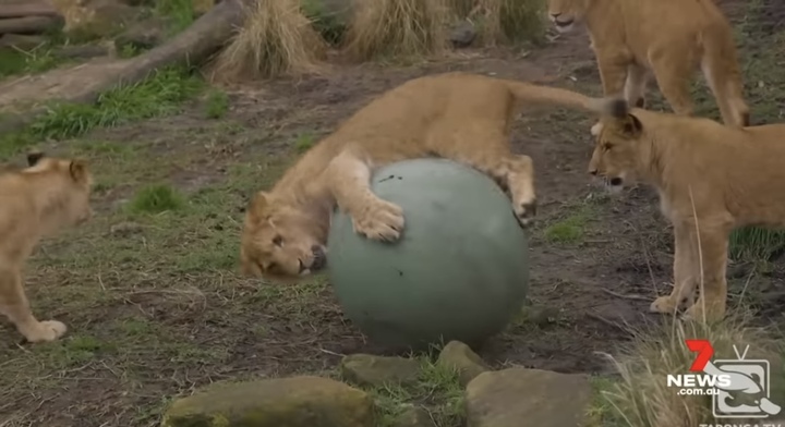 [서울=뉴시스] 타롱가 동물원에서 아프리카 사자 5마리가 울타리를 탈출하여 동물원이 긴급 봉쇄됐다고 2일(현지시간) CBS 뉴스가 보도했다. < 출처 : 7NEWS Australia 유튜브 캡처> 2022.11.03. *재판매 및 DB 금지