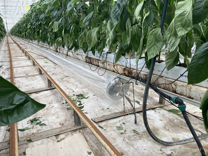 농사용 전기로 열원을 공급하는 파프리카 재배 온실. (사진=뉴시스DB) photo@newsis.com *재판매 및 DB 금지