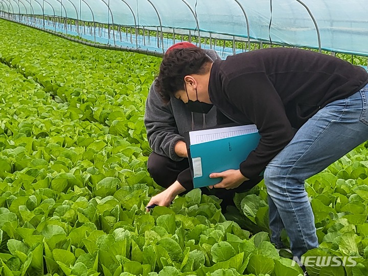 [용인=뉴시스]용인시농업기술센터 직원이 채소·특용작물 환경제어기술 시범 농가를 찾아 작물을 살피고 있다.