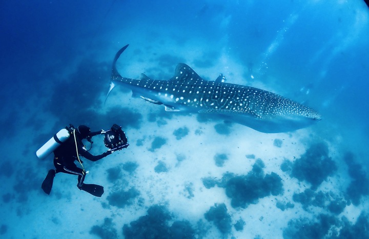 '망그로브'의 수중 실사 실감콘텐츠 제작 장면. (사진=한국콘텐츠진흥원 제공) photo@newsis.com *재판매 및 DB 금지