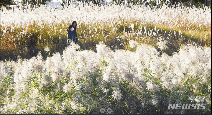 가을 풍경 가득한 갈대밭 전경(사진 시흥시 제공). 
