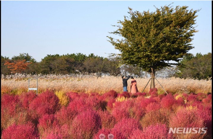 분홍빛 완연한 붉은 댑싸리(사진 시흥시제공).