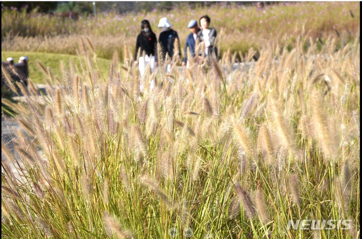 가을 바람에 일렁이는 수크령.(사진 시흥시 제공).