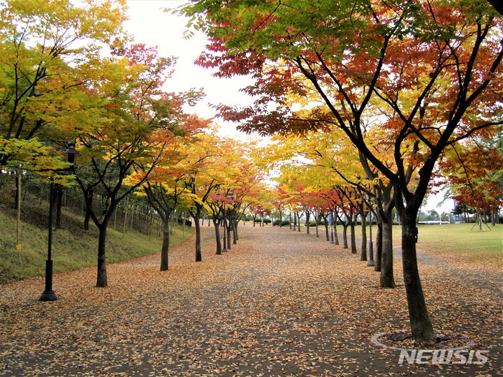 울산체육공원 낙엽산책길. *재판매 및 DB 금지