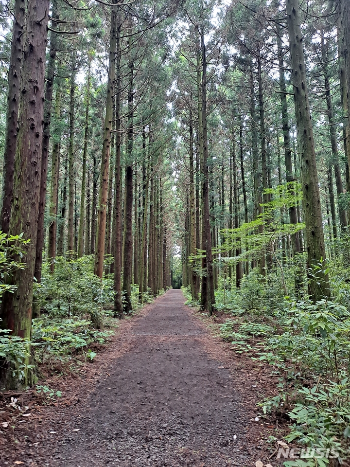 [제주=뉴시스] 국가숲길로 지정된 한라산둘레길 이승악 삼나무 숲길. (사진=제주도 제공) 2022.11.08. photo@newsis.com *재판매 및 DB 금지
