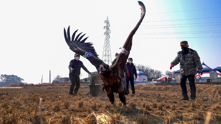 [고성(경남)=뉴시스] 신정철 기자= 경남 고성군은 오는 12일부터 고성읍 기월리 251-3번지에서 ‘독수리 체험 프로그램’을 운영한다. 사진은 지난해 인공위성 추적장치(GPS)를 부착했던 독수리 ‘몽골이(사진)’가 지난주 몽골의 국경을 넘어 9일간의 비행으로 중국과 압록강, 파주를 지나 6일께 고성에 도착한 것으로 파악됐다. (사진=고성군 제공).2022.11.08. photo@newsis.com *재판매 및 DB 금지