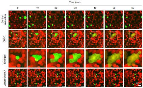 [대전=뉴시스] 더덕에서 분리한 란세마사이드 A의 코로나바이러스 외피막 융합 저해 활성도. 코로나바이러스 스파이크 단백질을 표면에 발현한 세포(녹색형광염색)를 인간 폐세포(적색형광염색)와 배양하면 두 세포 간의 막 융합에 이은 세포융합을 관찰할 수 있다. 란세마사이드 A는 이런 막 융합을 억제해 코로나바이러스의 세포 내 감염을 차단한다. *재판매 및 DB 금지