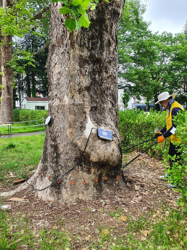 [진주=뉴시스]경상국립대 칠암캠퍼스 플라타너스 조사. *재판매 및 DB 금지