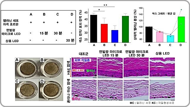 [대전=뉴시스] 인간 피부 세포를 통한 면발광 마이크로 LED 패치의 멜라닌 생성 억제 효과 연구 요약도.  *재판매 및 DB 금지