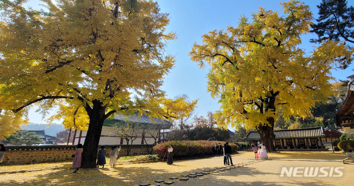 [전주=뉴시스] 김얼 기자 = 10일 전북 전주향교를 방문한 시민들이 노랗게 물들어가는 은행나무를 바라보며 가을의 정취를 느끼고 있다. 2022.11.10. pmkeul@newsis.com