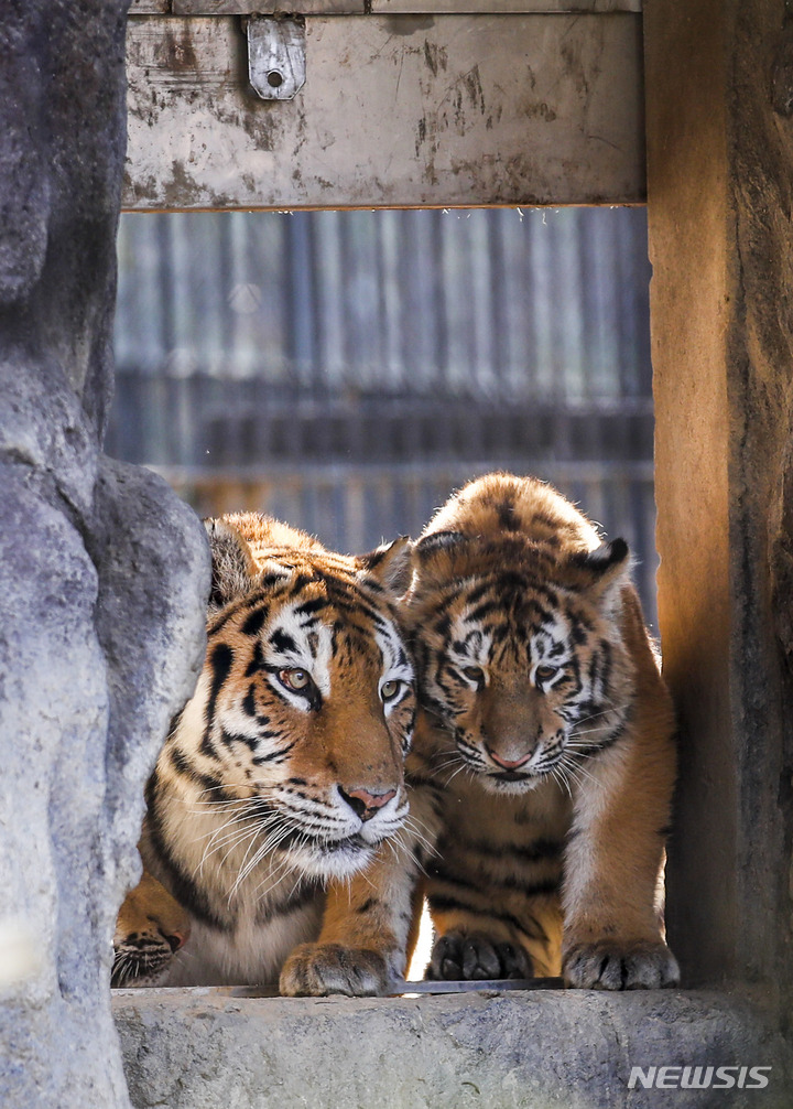 [과천=뉴시스] 정병혁 기자 = 11일 오후 경기 과천시 서울대공원 맹수사에 엄마 호랑이 펜자와 아기 시베리아 호랑이 해랑, 파랑, 사랑이가 야외 방사장으로 나오고 있다. 2022.11.11. jhope@newsis.com