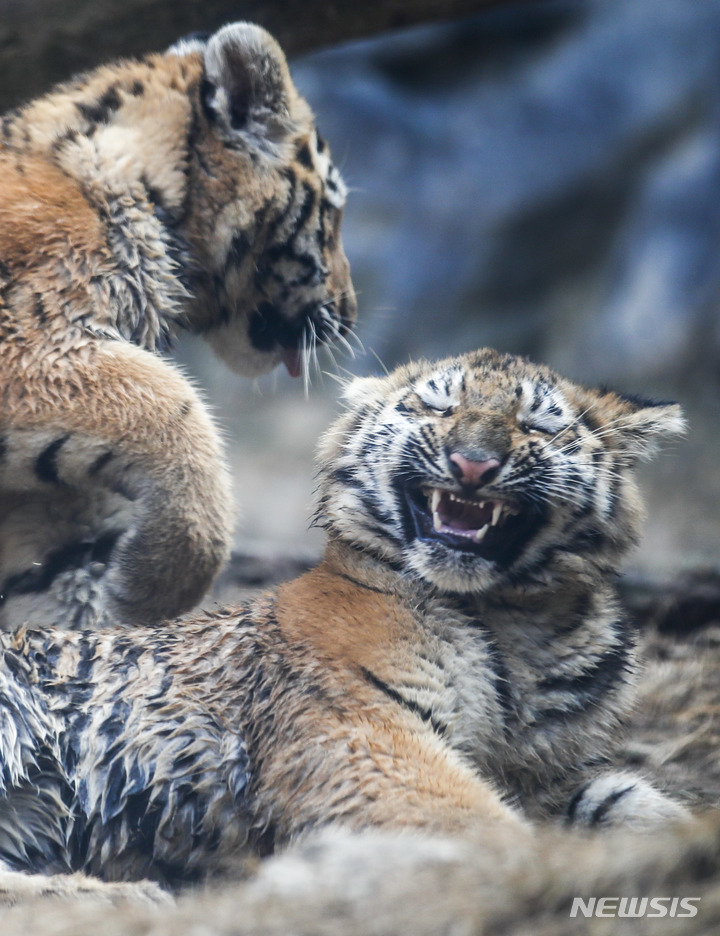 [과천=뉴시스] 정병혁 기자 = 11일 오후 경기 과천시 서울대공원 맹수사에서 아기 시베리아 호랑이들이 장난을 치고 있다. 2022.11.11. jhope@newsis.com