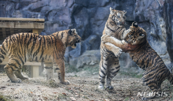 [과천=뉴시스] 정병혁 기자 = 11일 오후 경기 과천시 서울대공원 맹수사에서 아기 시베리아 호랑이 해랑, 파랑, 사랑이가 뛰어놀고 있다. 2022.11.11. jhope@newsis.com