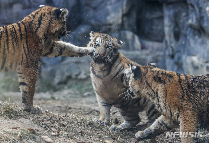 [과천=뉴시스] 정병혁 기자 = 11일 오후 경기 과천시 서울대공원 맹수사에서 아기 시베리아 호랑이 해랑, 파랑, 사랑이가 뛰어놀고 있다. 2022.11.11. jhope@newsis.com