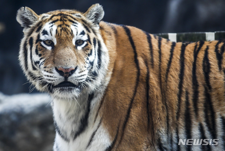 [과천=뉴시스] 정병혁 기자 = 11일 오후 경기 과천시 서울대공원 맹수사에 엄마 호랑이 펜자와 아기 시베리아 호랑이 삼둥이가 일반 공개되고 있다. 2022.11.11. jhope@newsis.com