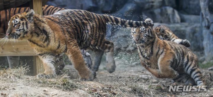 [과천=뉴시스] 정병혁 기자 = 11일 오후 경기 과천시 서울대공원 맹수사에 엄마 호랑이 펜자와 아기 시베리아 호랑이 삼둥이가 일반 공개되고 있다. 2022.11.11. jhope@newsis.com