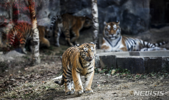 [과천=뉴시스] 정병혁 기자 = 11일 오후 경기 과천시 서울대공원 맹수사에 엄마 호랑이 펜자와 아기 시베리아 호랑이 해랑, 파랑, 사랑이가 뛰어놀고 있다. 2022.11.11. jhope@newsis.com