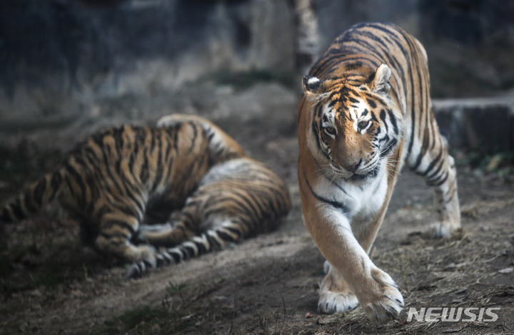 [과천=뉴시스] 정병혁 기자 = 11일 오후 경기 과천시 서울대공원 맹수사에 엄마 호랑이 펜자와 아기 시베리아 호랑이 삼둥이가 일반 공개되고 있다. 2022.11.11. jhope@newsis.com