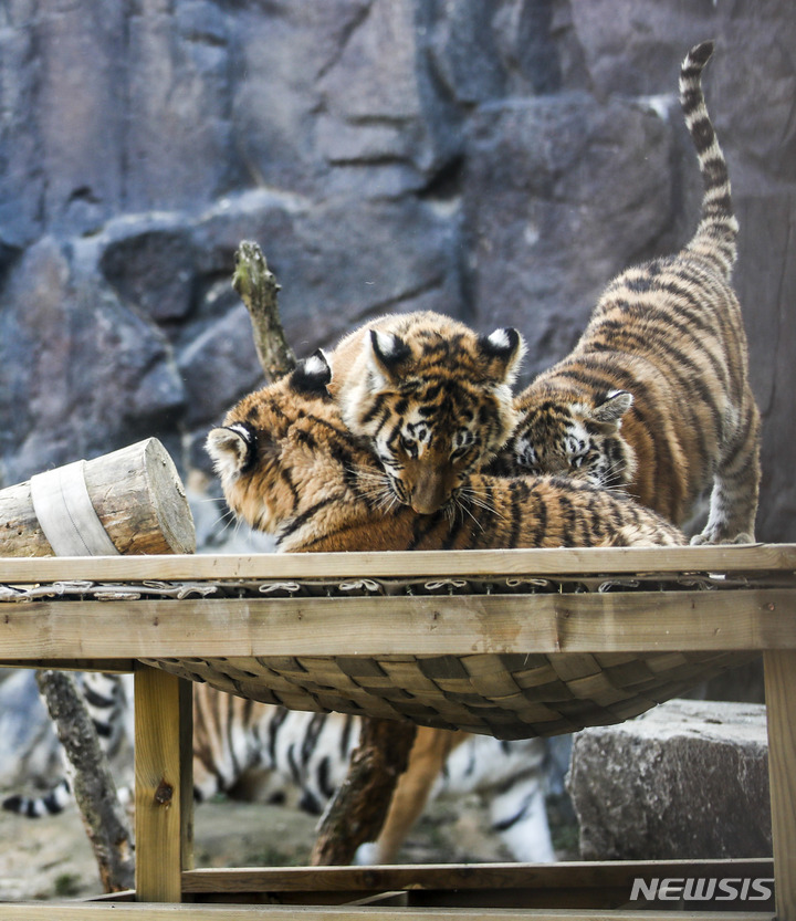 [과천=뉴시스] 정병혁 기자 = 11일 오후 경기 과천시 서울대공원 맹수사에 아기 시베리아 호랑이 해랑, 파랑, 사랑이가 장난을 치고 있다. 2022.11.11. jhope@newsis.com