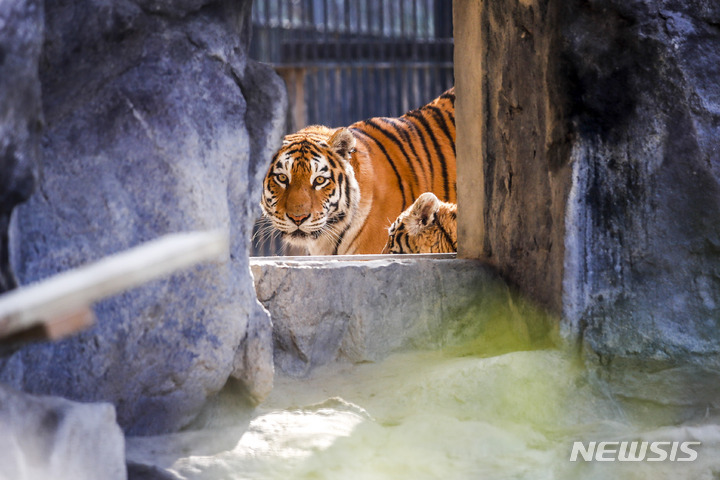[과천=뉴시스] 정병혁 기자 = 11일 오후 경기 과천시 서울대공원 맹수사에 엄마 호랑이 펜자와 아기 시베리아 호랑이 해랑, 파랑, 사랑이가 야외 방사장으로 나오고 있다. 2022.11.11. jhope@newsis.com